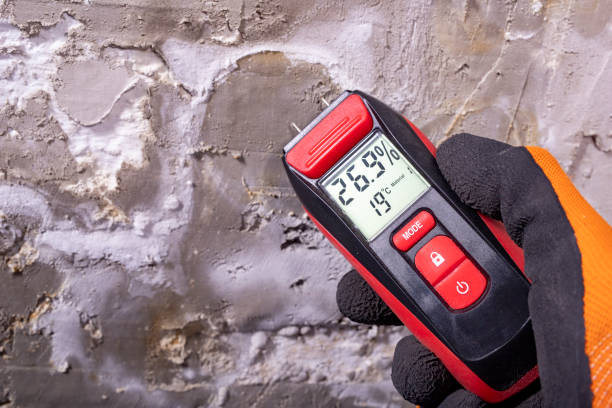 Best Attic Mold Remediation in Alexandria, KY