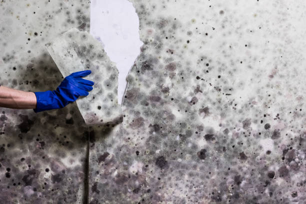 Best Post-Flood Mold Remediation in Alexandria, KY